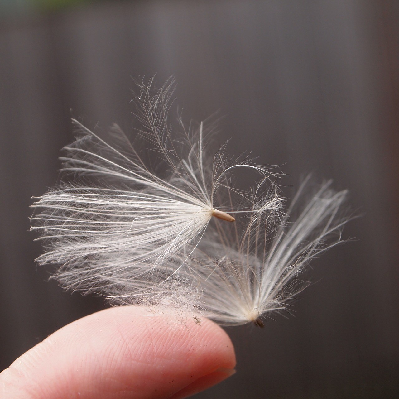 A picture of a feathery-looking plant material. It could be cotton. It's poised lightly on the tip of someone's finger.